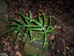 Jungle Fern , پتریس آمبروسا